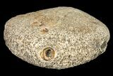 Fossil Hadrosaur Phalange - Alberta (Disposition #-) #134487-1